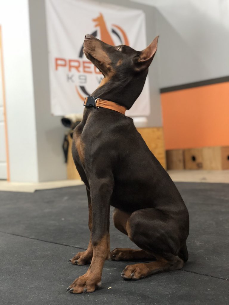 doberman training texas