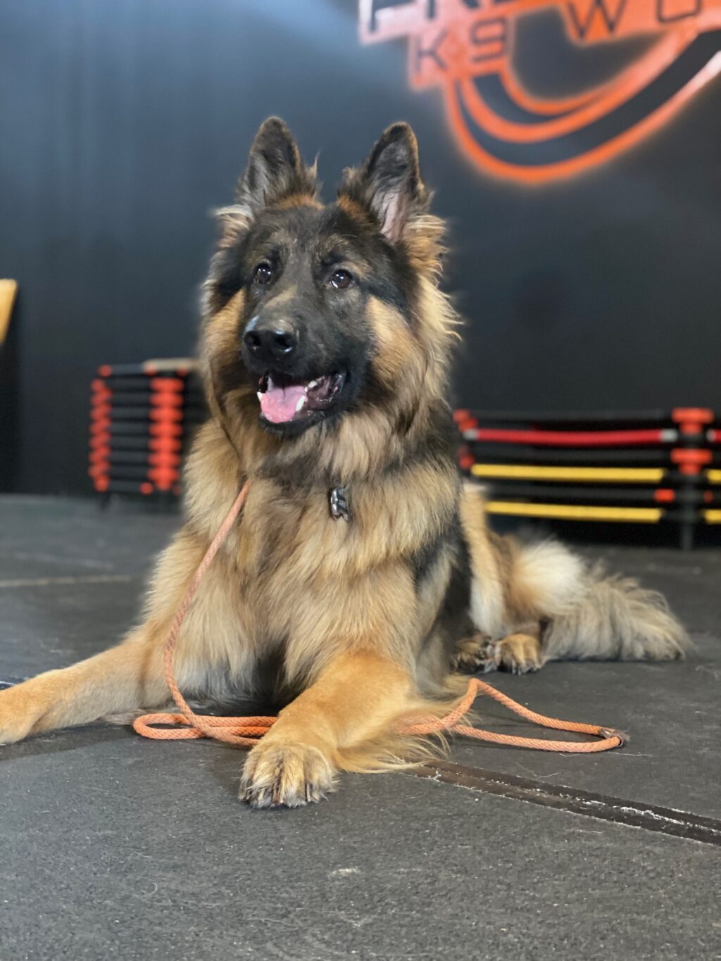 GSD training