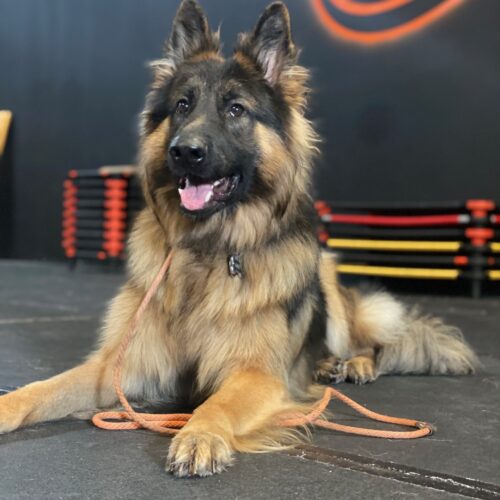 GSD training