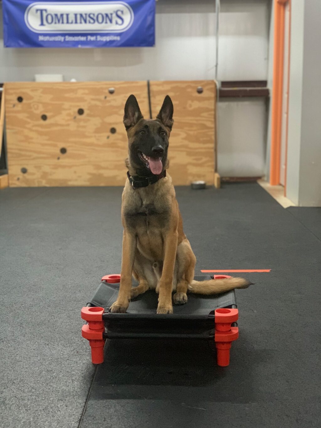 Texas malinois