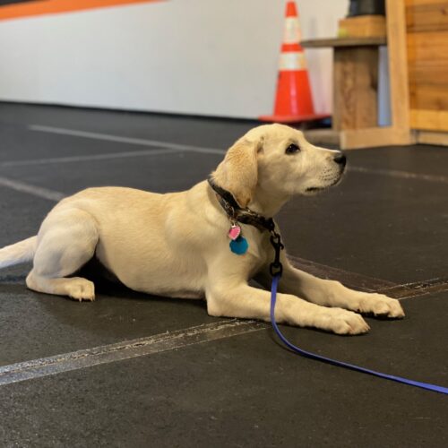 puppy obedience