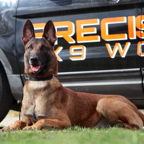detectionk9drugs
