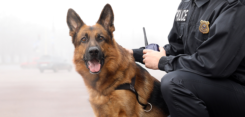 Most Popular Police Dog Breeds Most Popular Police Dog Breeds