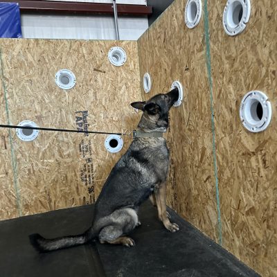 detection dogs