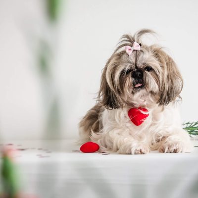 The Longest-Living Dog Breeds
