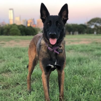 belgian-malinois-training