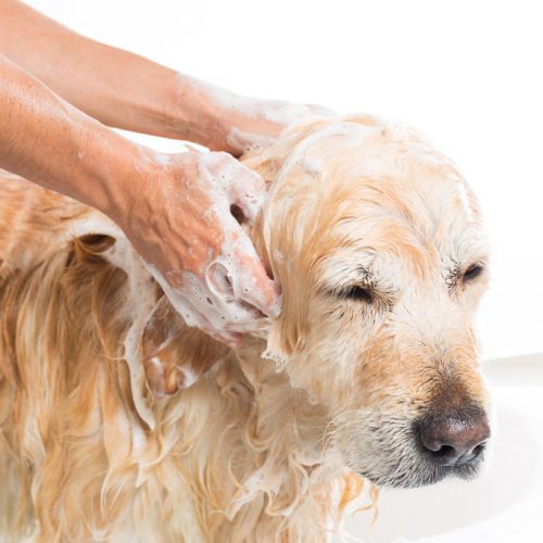 dog-groomers