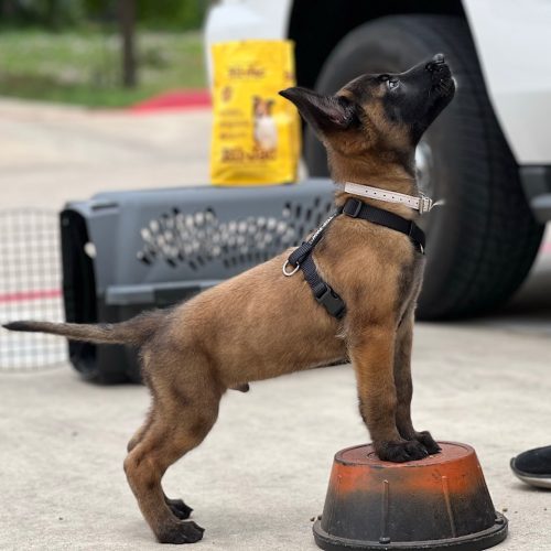 Malinois dog training