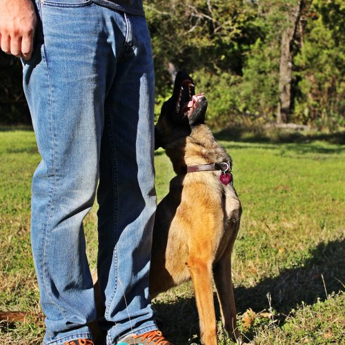 About Precision K9 Dog Trainers