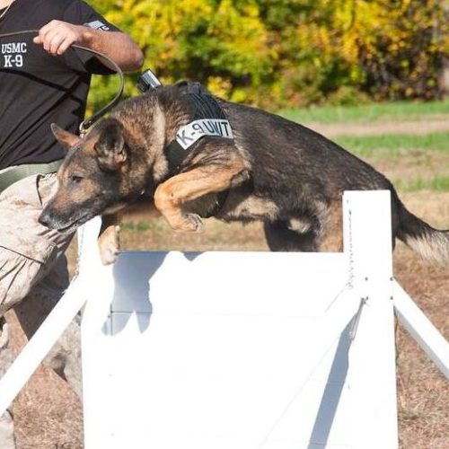 policek9fitness
